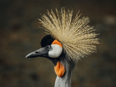 Grijze kroonkraanvogel - De Zonnegloed - Dierenpark - Dieren opvangcentrum - Sanctuary